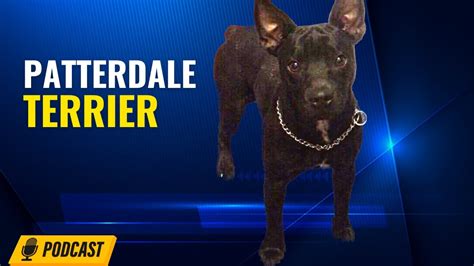 The Patterdale is known as a working terrier, rather than a show dog. . Buckeye blood patterdale